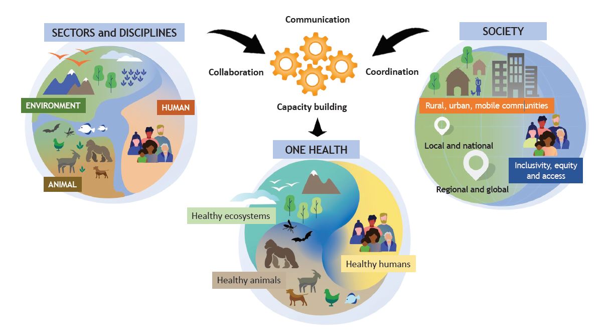 Figure depicting implementation of One Health including the 4 Cs: Communication, Coordination, Collaboration, and Capacity building as defined by the One Health High-Level Expert Panel.